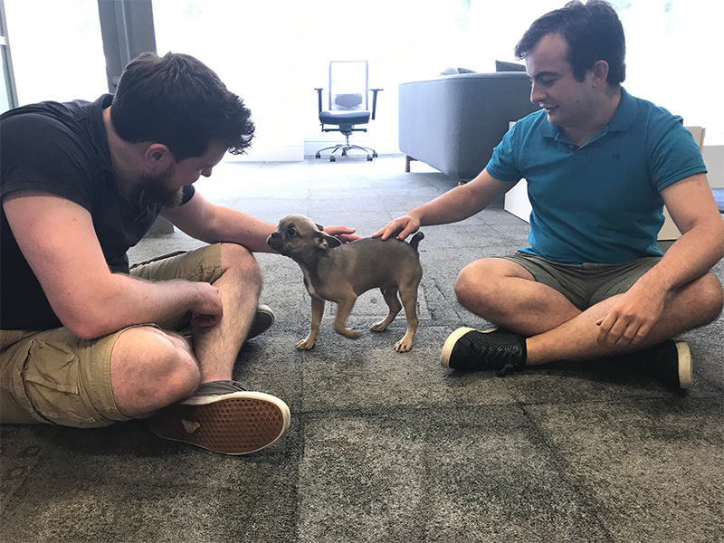 One of our office pets